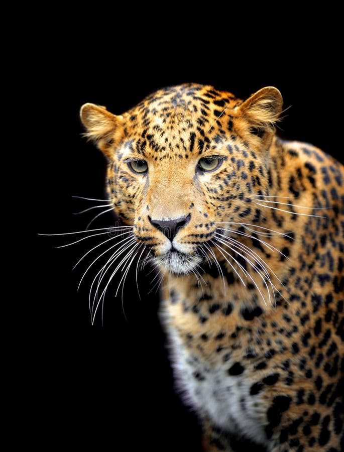 Leopard stock image. Image of spot, dangerous, animal - 22380059