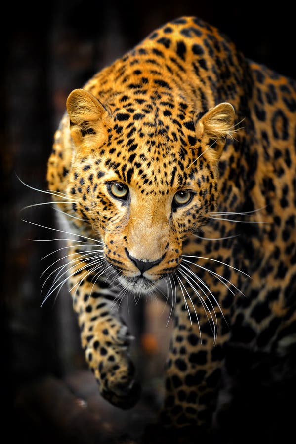 Leopard stock image. Image of nature, spot, outdoors - 26897483