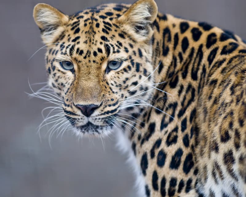 Close-up of face and torso of beautiful spotted leopard