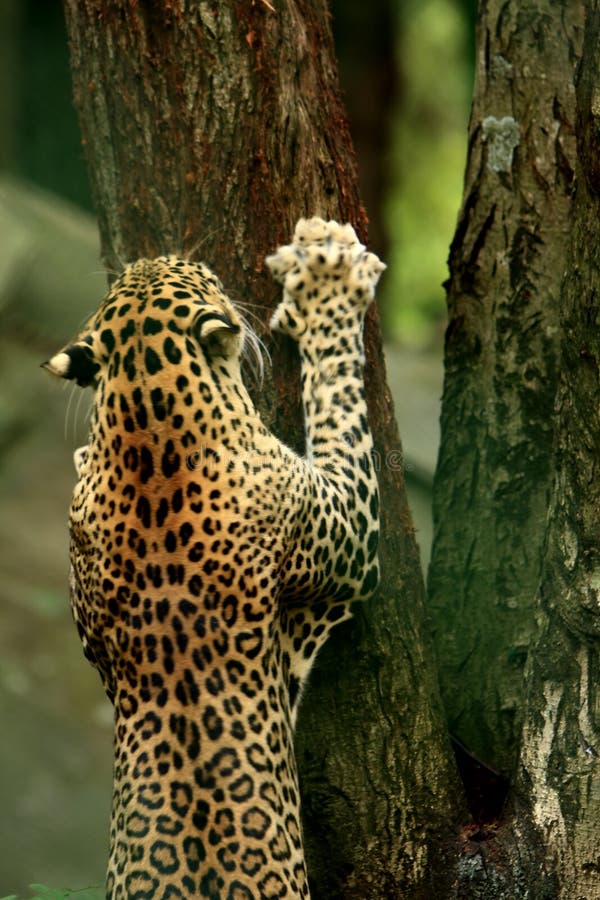 Leopard