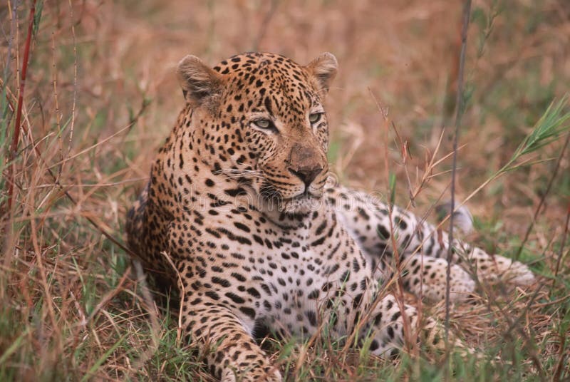 Leopard stock photography