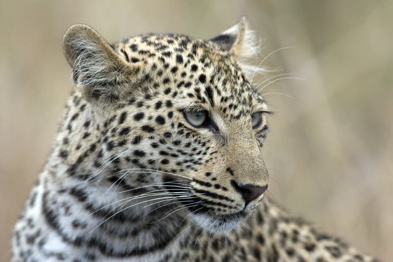 Leopard stock images