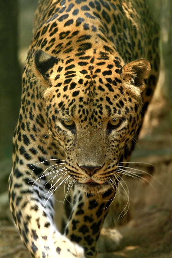 Leopard