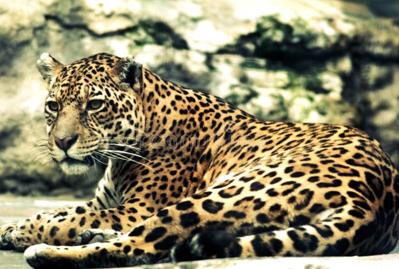 Leopard