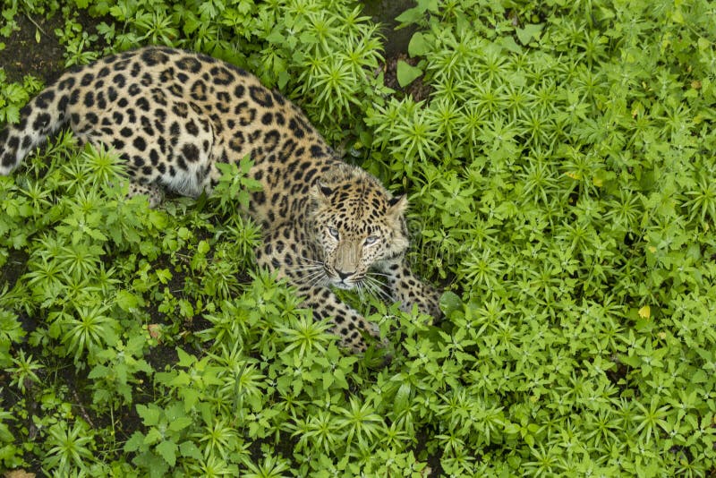 Leopard auf dem Gras, das in camera schaut lizenzfreie stockfotografie Leopard auf dem Gras, das in camera schaut lizenzfreie stockfotografie