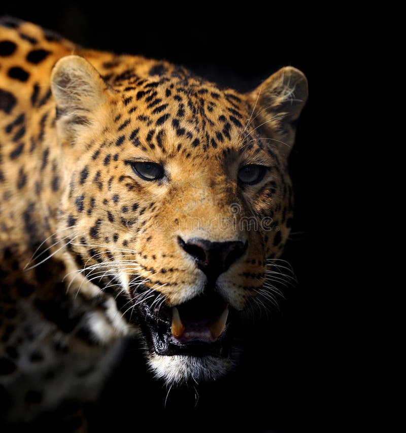 Leopard auf dunklem Hintergrund