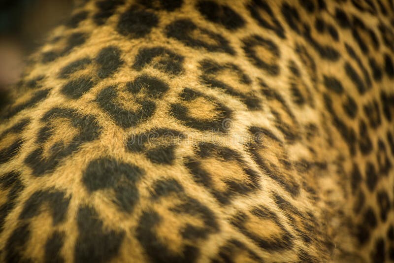 Leopard beast