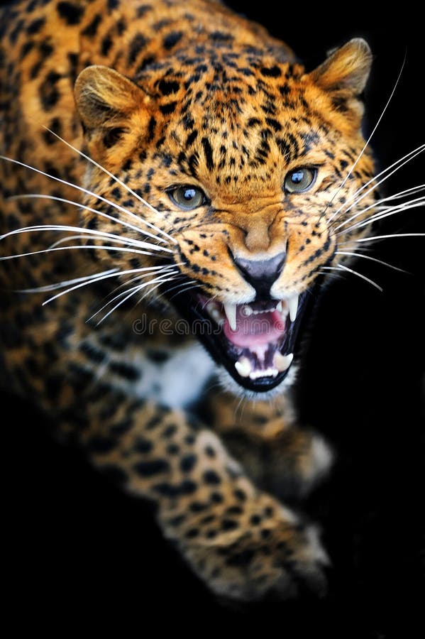 Leopard stock photo. Image of close, carnivore, mammal - 34338962