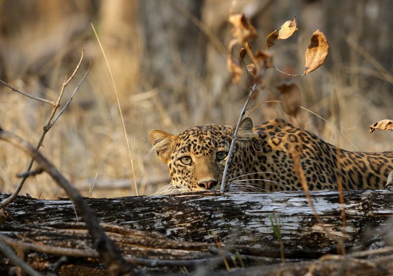 Leopard behind tree trunk