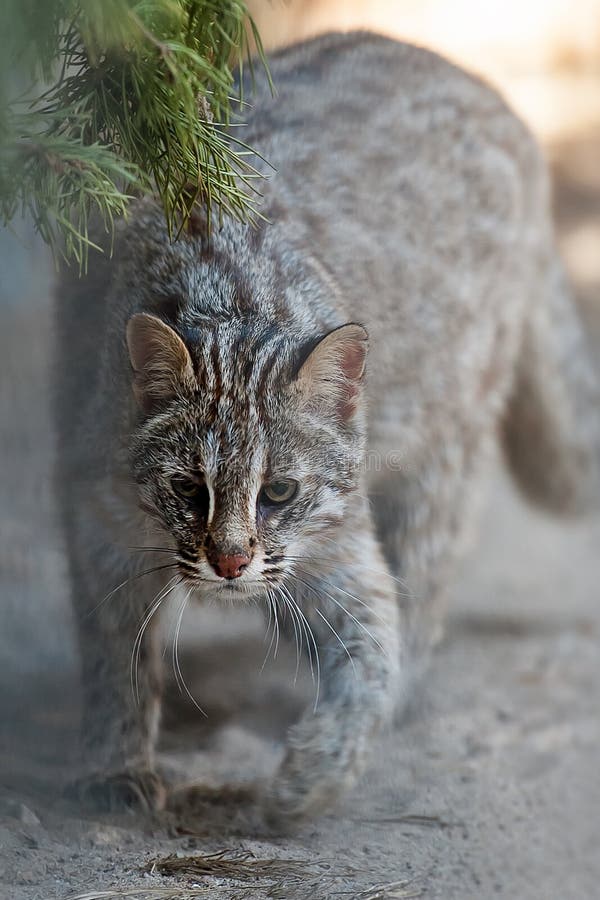 Leopard bengal cat. Prionailurus Felis bengalensis euptilura - wild animal live in tropical rain forest. Small tiger mammal stock image Leopard bengal cat. Prionailurus Felis bengalensis euptilura - wild animal live in tropical rain forest. Small tiger mammal stock image