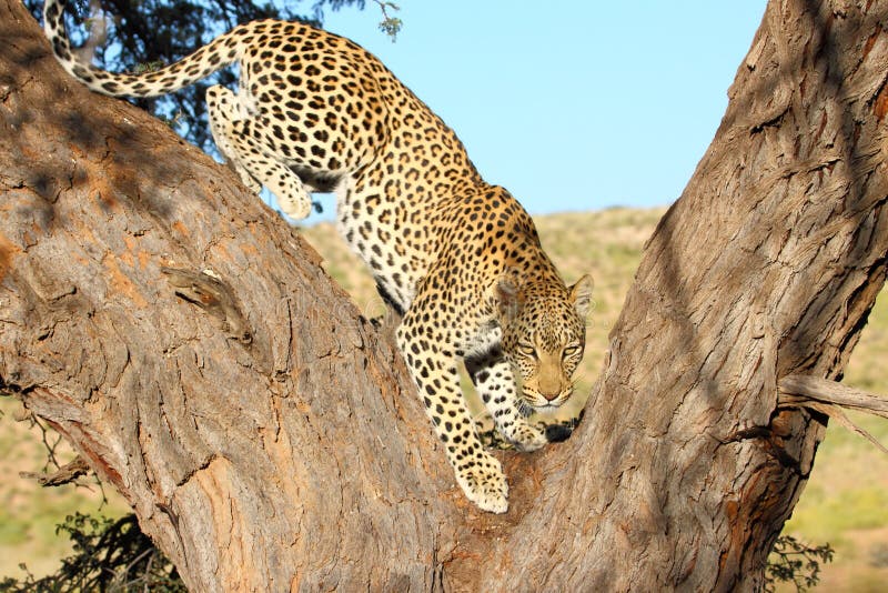 Leopard Big Spotted Cat Standing Stock Photo Image of pardus