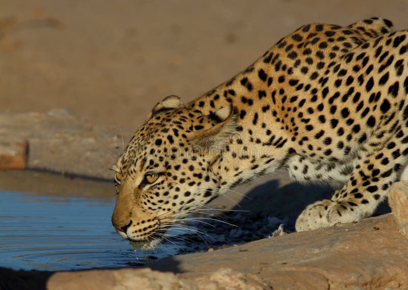 Leopard Big Spotted Cat Drinking Stock Photo Image of african