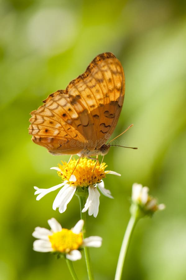 Leopard Butterfly is Feeding on a White Flower Stock Photo Image of