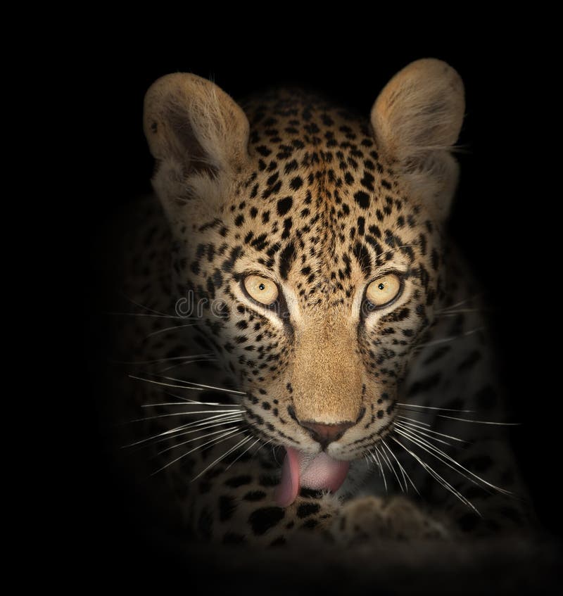 Leopard in the dark royalty free stock image