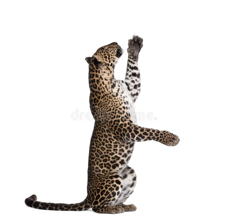 Leopard in front of a white background royalty free stock photos Leopard in front of a white background royalty free stock photos