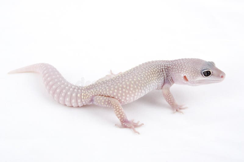 Leopard Gecko