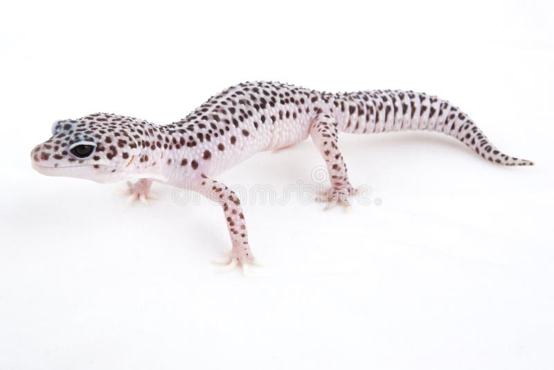 Leopard Gecko