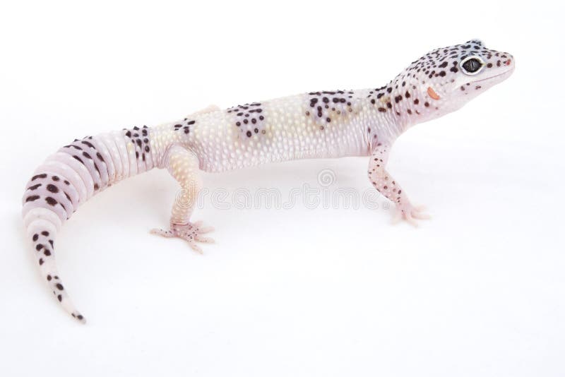 Leopard Gecko