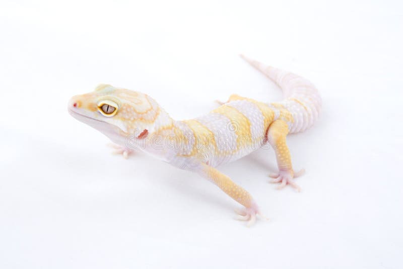 Leopard Gecko