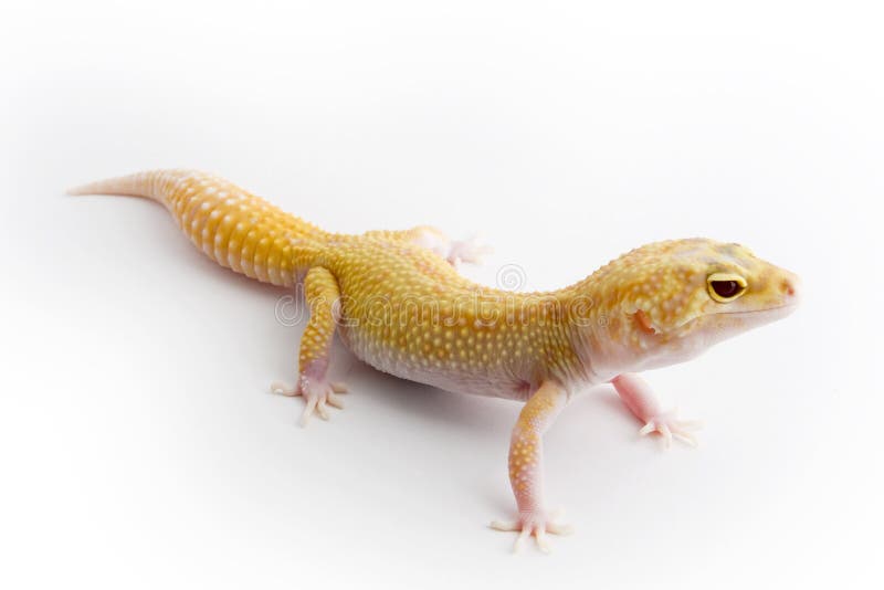 Leopard Gecko