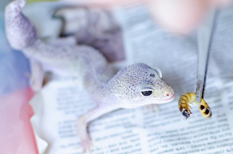 leopard gecko eublepharis macularius Ερπετά προσοχής και αναπαραγωγής στο σπίτι στοκ εικόνες leopard gecko eublepharis macularius Ερπετά προσοχής και αναπαραγωγής στο σπίτι στοκ εικόνες