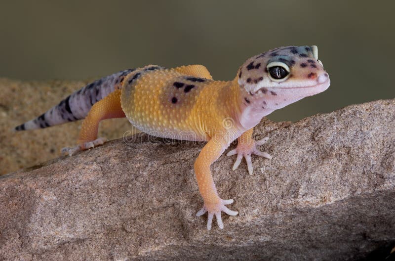 Leopard Gecko on rock royalty free stock images