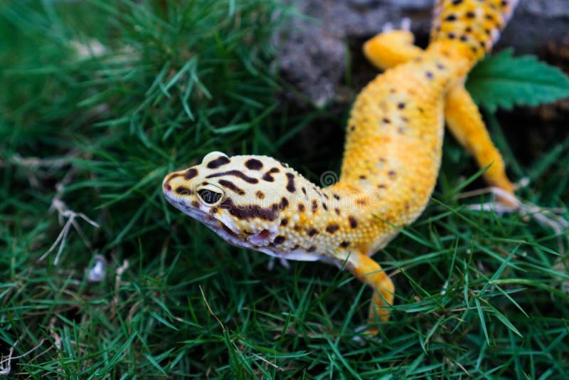 Leopard geckos kruipend
