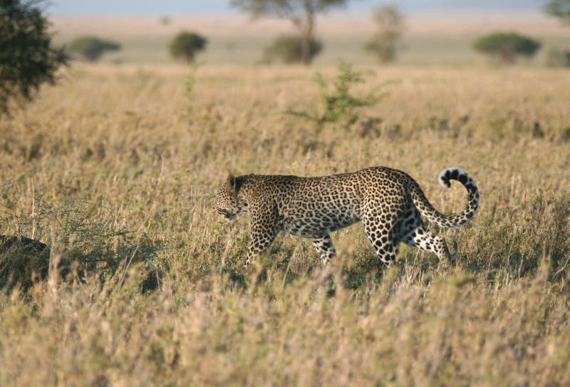 Leopard in grass royalty free stock photo