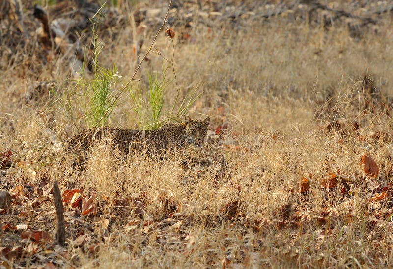 Leopard in grasses of Pench National Park