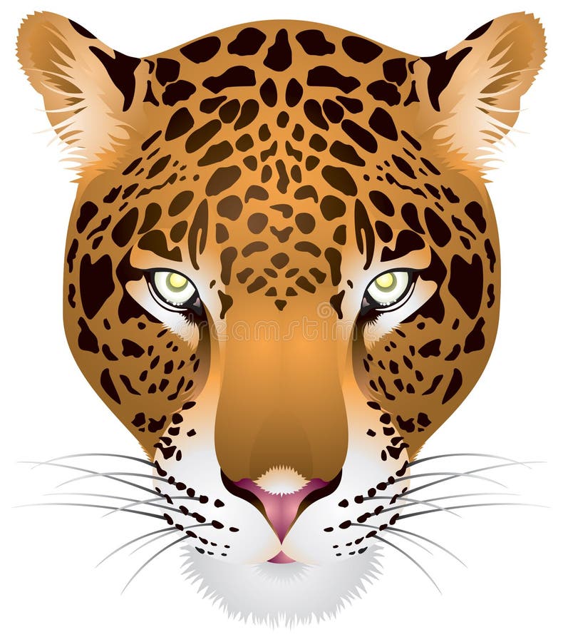 Leopard head in royalty free illustration Leopard head in royalty free illustration