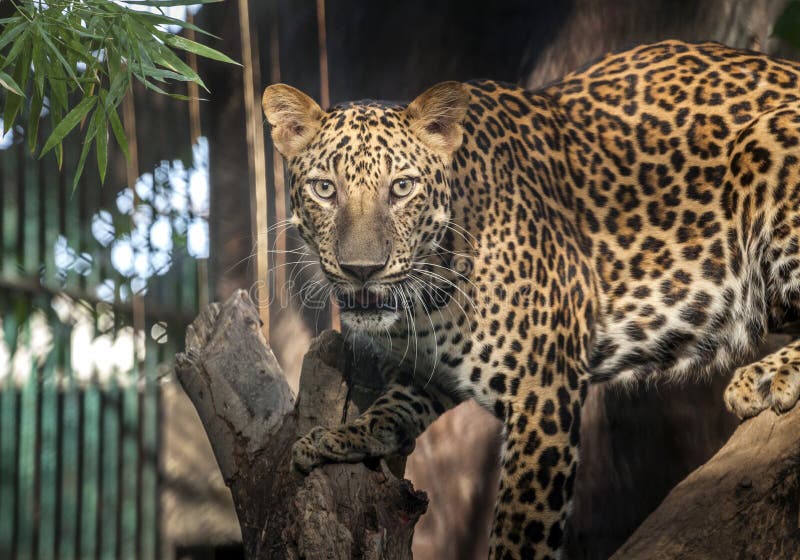 Leopard hunting looing something. royalty free stock photo Leopard hunting looing something. royalty free stock photo
