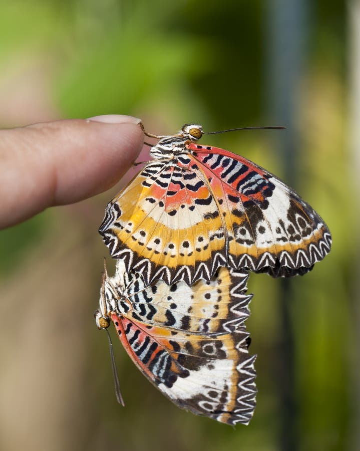 Leopard lacewing butterfly stock image Image of cocoon 63071655 Leopard lacewing butterfly stock image Image of cocoon 63071655
