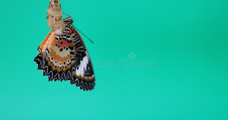 Leopard Lacewing Butterfly female on green screen, Cethosia cyane euanthes