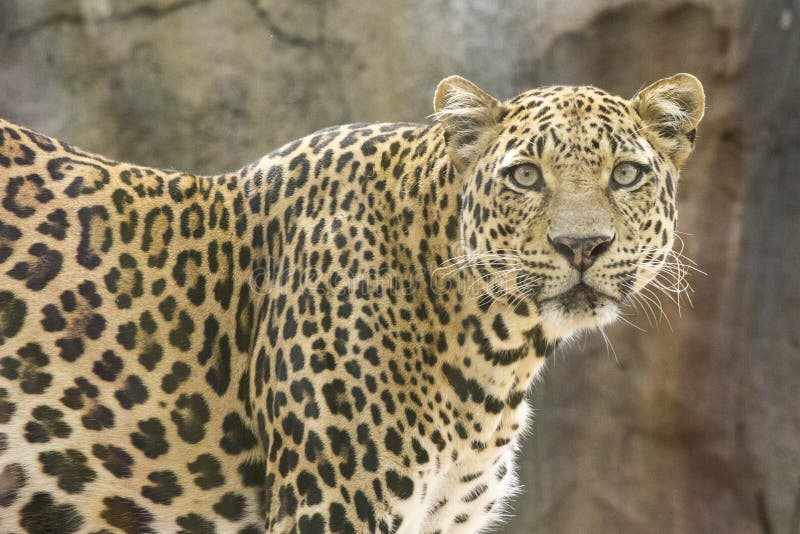 A Leopard