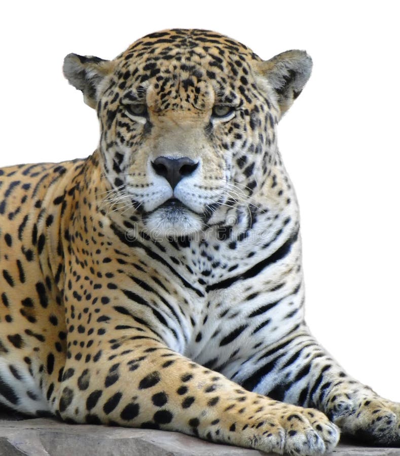 Leopard looking stock images