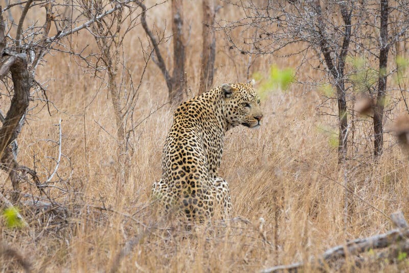 Leopard looking around stock images