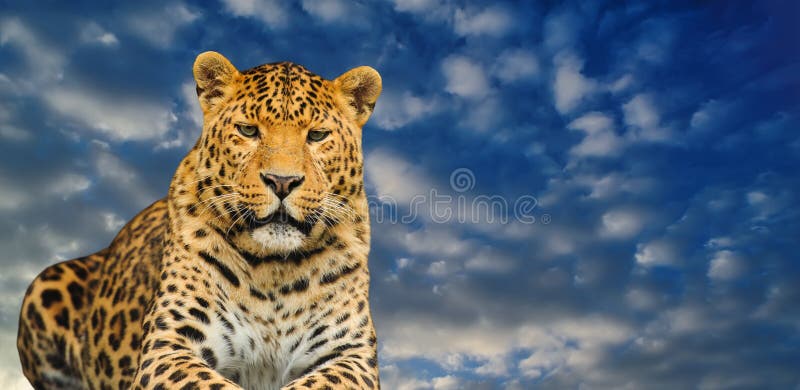 Leopard looking into the camera on a sky background stock images