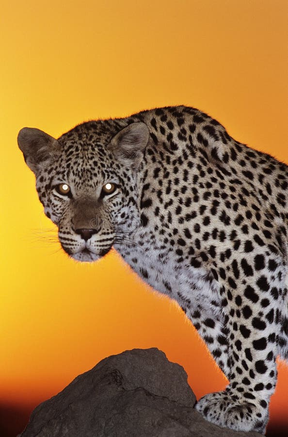 Leopard looking into camera during sunset royalty free stock images