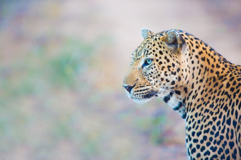 Leopard Looking stock photo