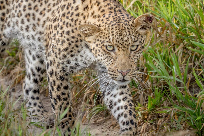 Leopard looking up towards the camera. royalty free stock photography