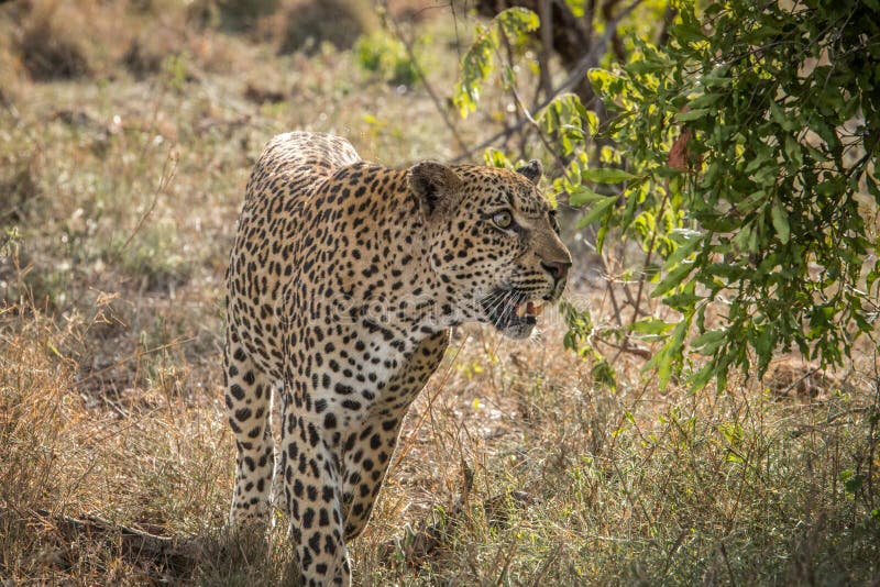 Leopard looking up in a tree. royalty free stock image