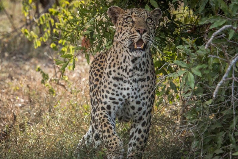 Leopard looking up in a tree. stock image
