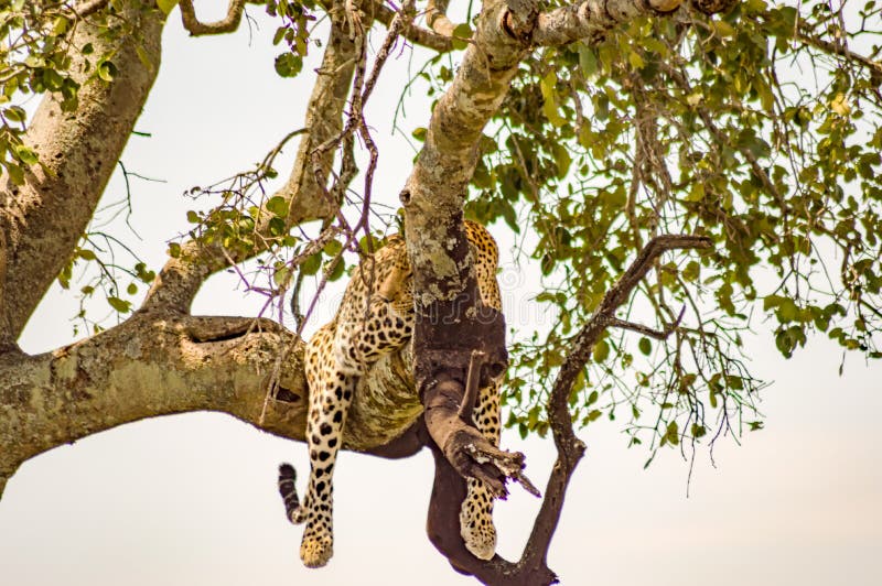 Leopard lying on a branch with two paws hanging in the savannah