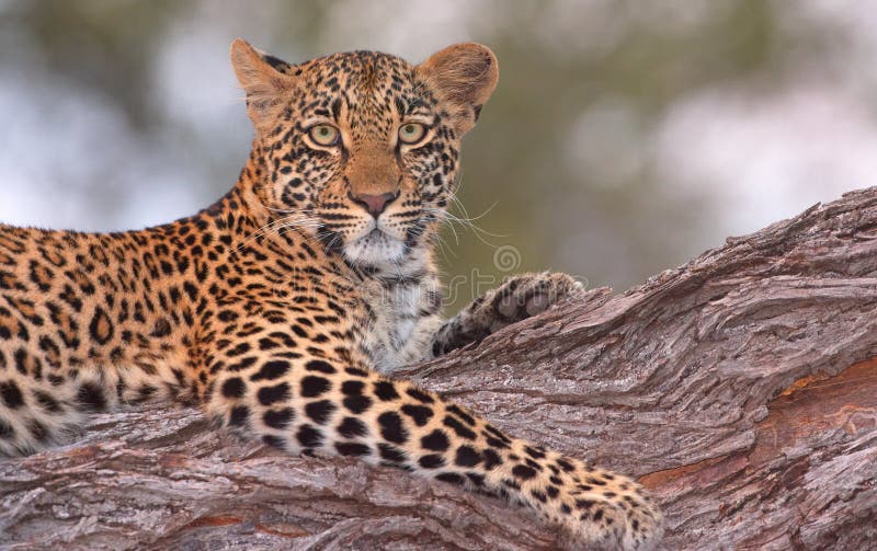 Leopard lying on the tree. Leopard (Panthera pardus) lying on the tree in nature reserve in South Africa. Shot in the evening
