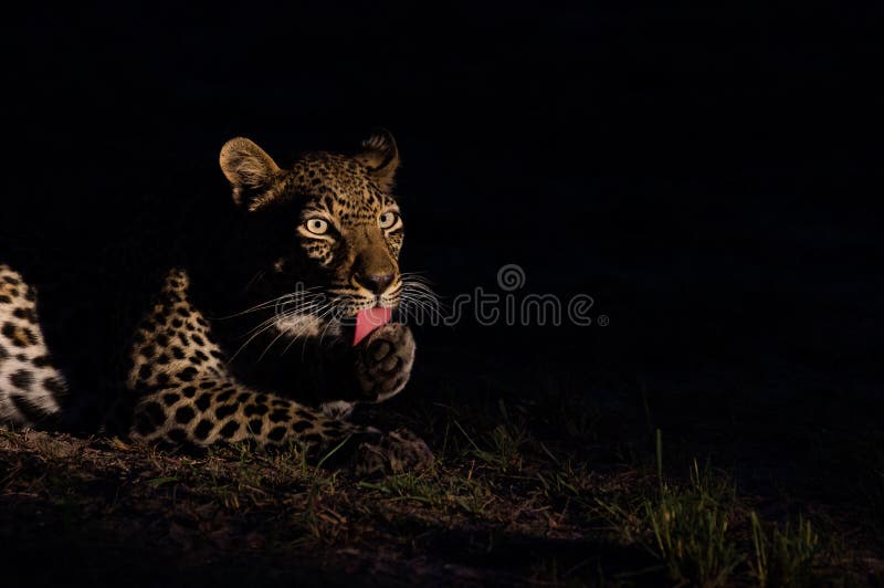 Leopard at Night