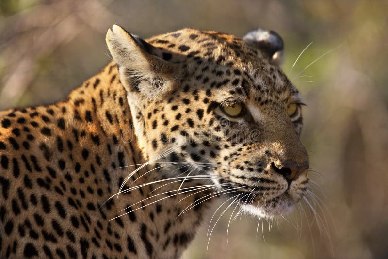 Leopard (Panthera pardus) - Botswana royalty free stock image Leopard (Panthera pardus) - Botswana royalty free stock image