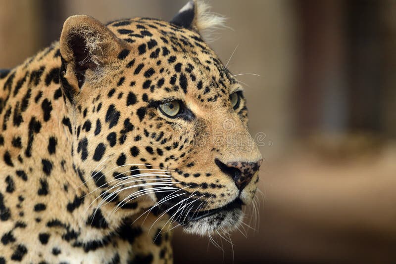 Leopard panthera pardus stock photo. Image of predator - 165597506