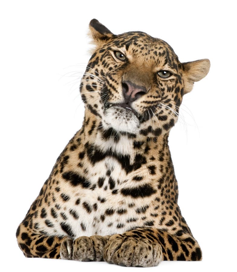 Leopard, Panthera pardus, lying