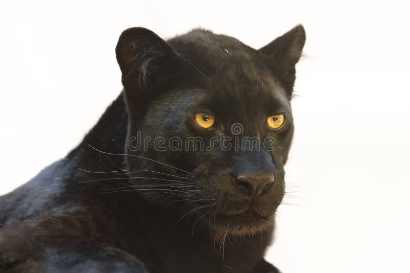 Leopard Panthera pardus portrait. Melanistic leopard are also called black panther