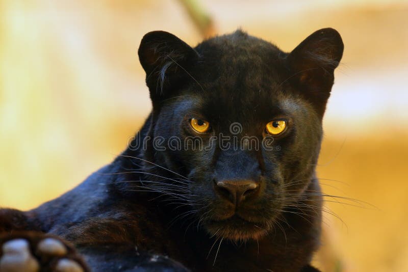 The leopard Panthera pardus portrait. Melanistic leopards are also called black panthers